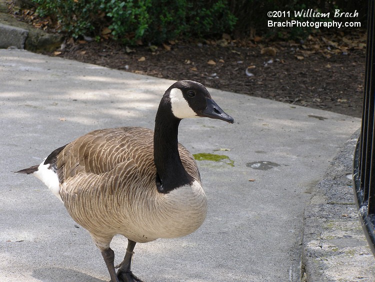 Wildlife at Dorney Park - Here we see a Canadian Goose.