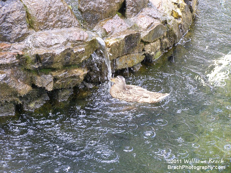 Either this duck is taking a shower or he's thirsty....