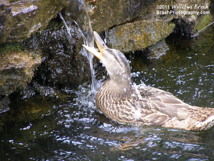 Thirsty wins!  This duck was just thirsty.