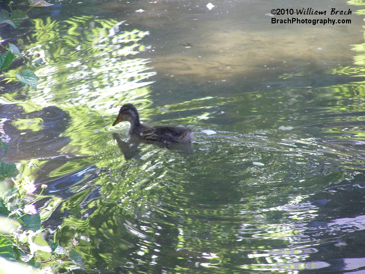 A lone duck swimming in the stream near SooperDooperLooper and Great Bear.