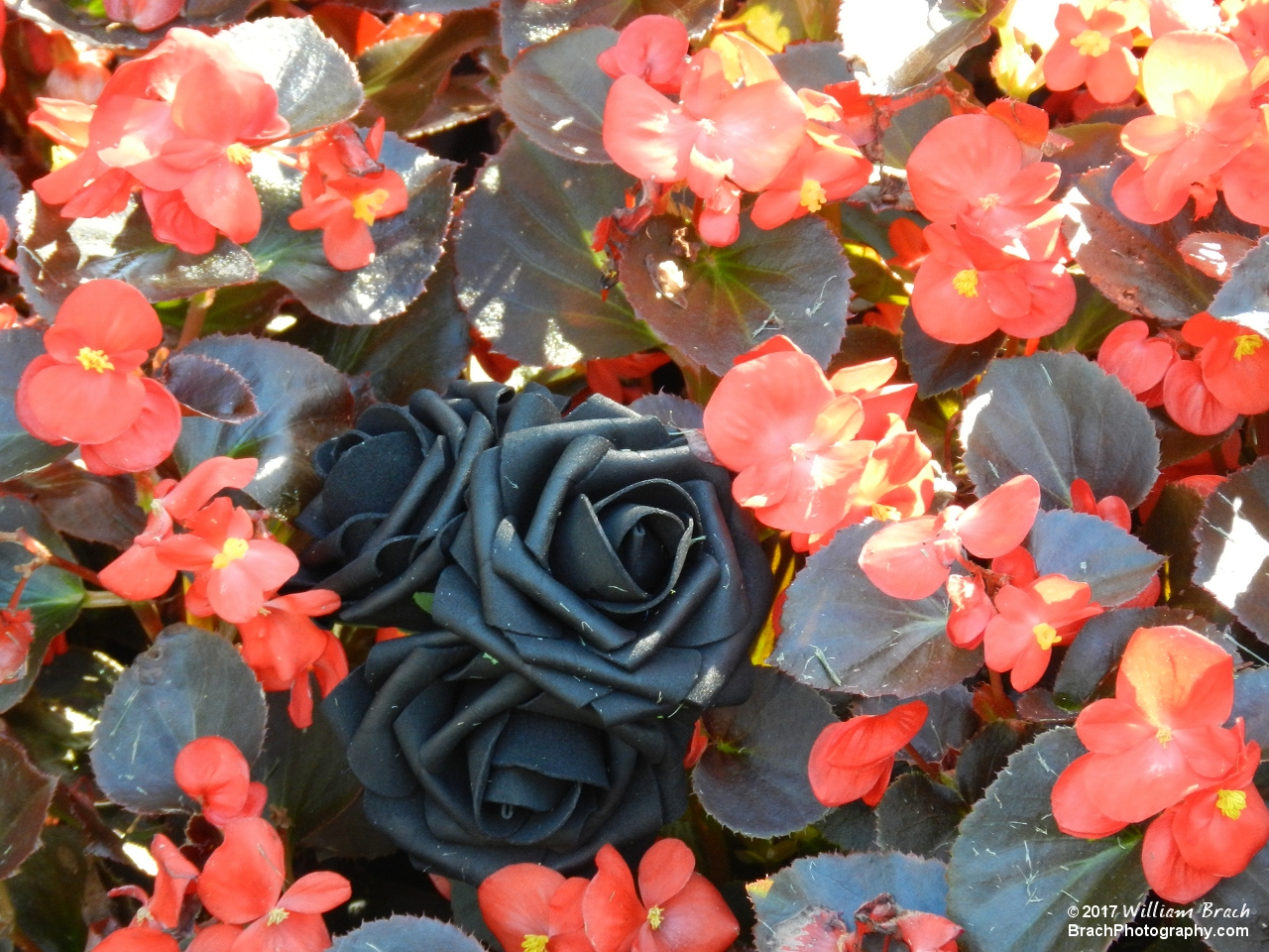 Black roses hidden in the flower beds at Kings Dominion.