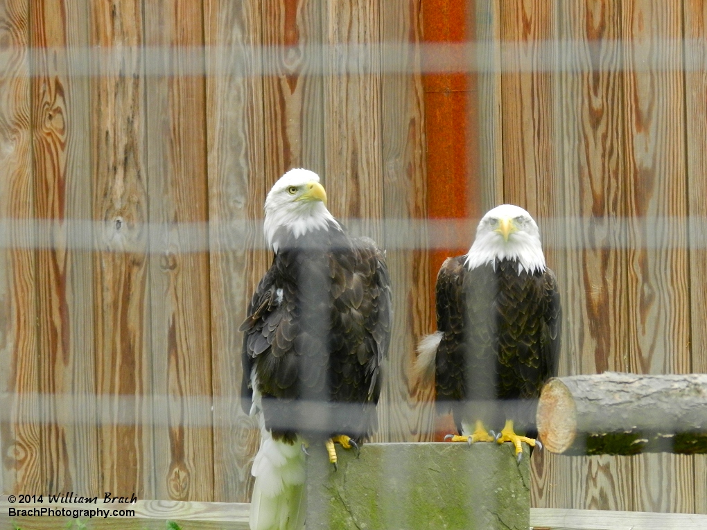 Taking a look at the Eagle Habitat at the park.