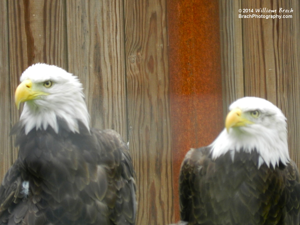 I love the USA because of the Bald Eagles.