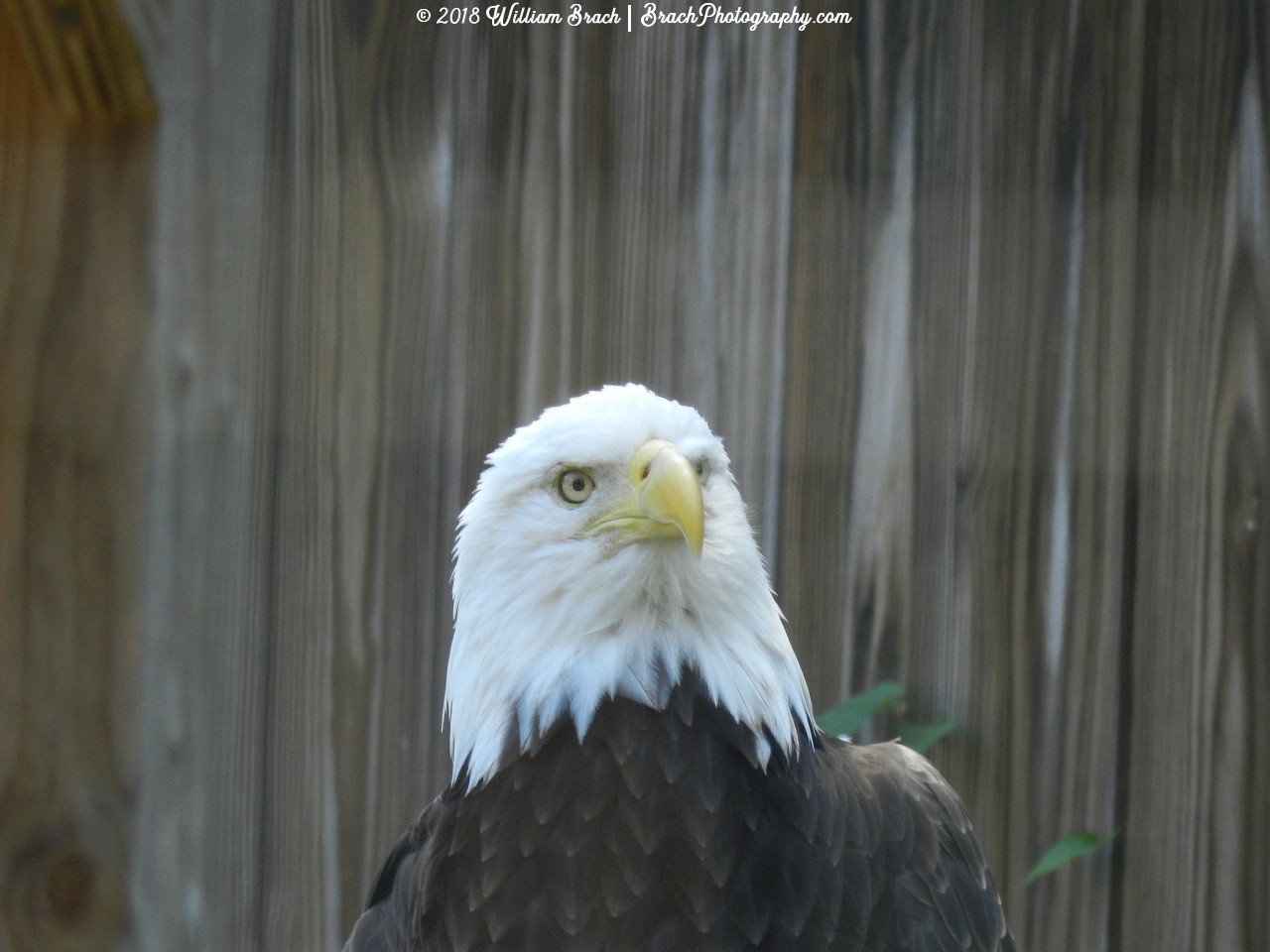 Hattie checking out the scene outside of her enclosure.