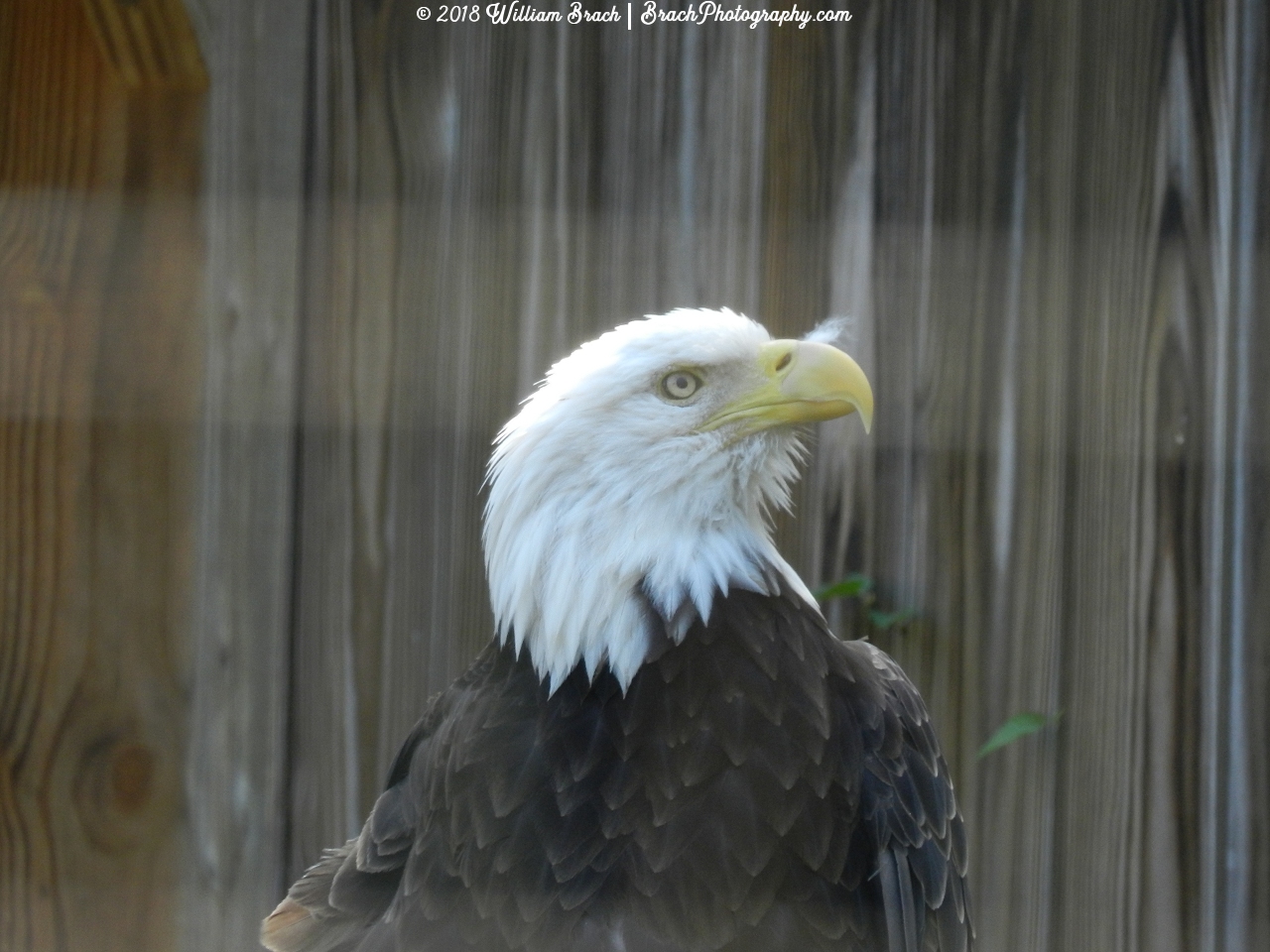 Hattie checking out the scene outside of her enclosure.