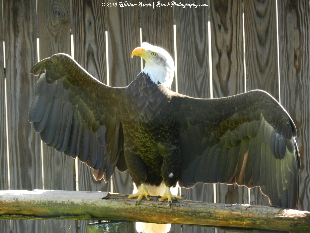 Henry spreading his wings to tell Hattie it's safe to eat.