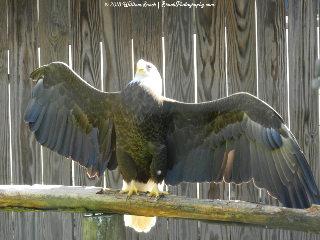 Henry spreading his wings.