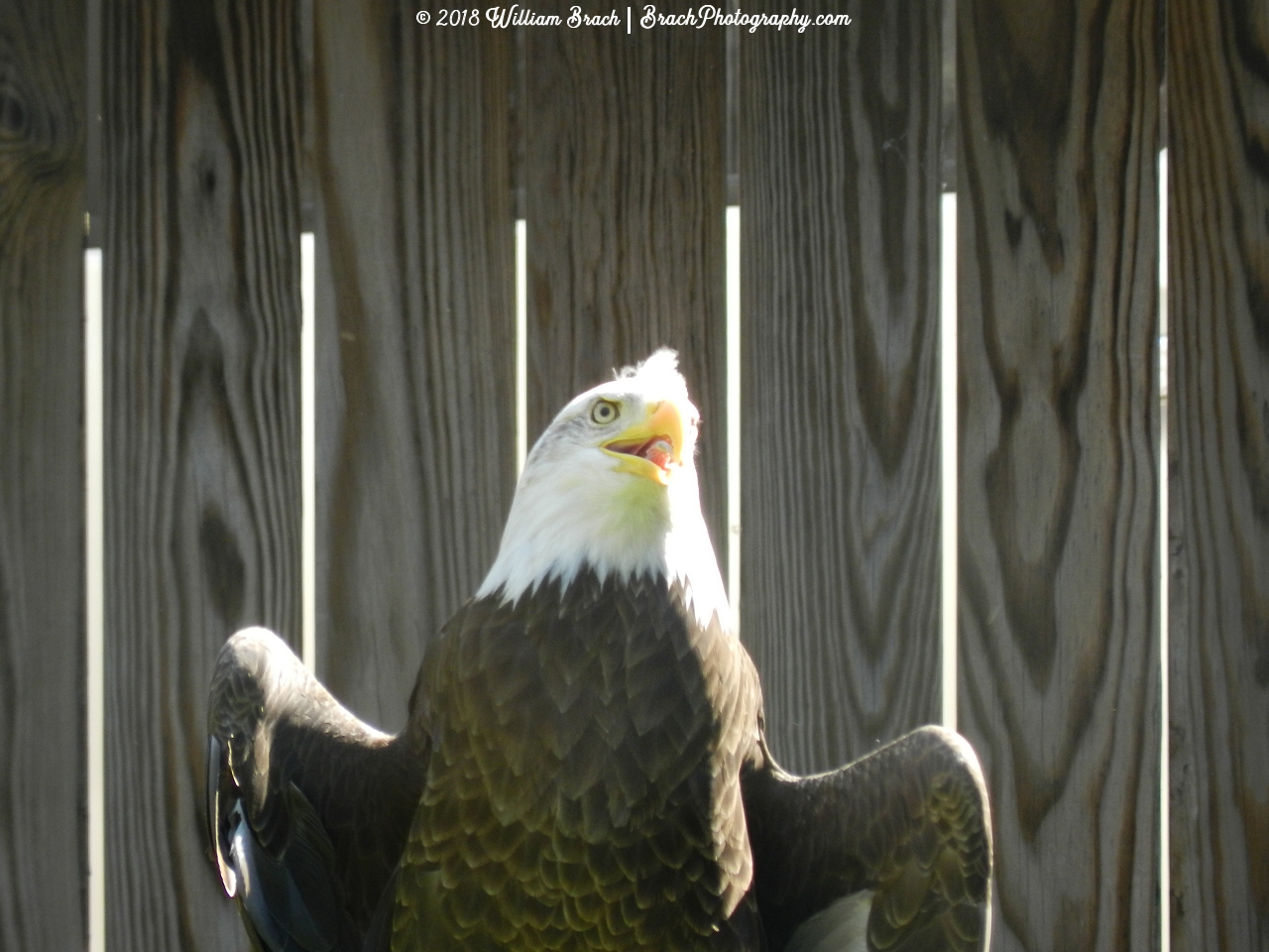 Relaxing his wings.