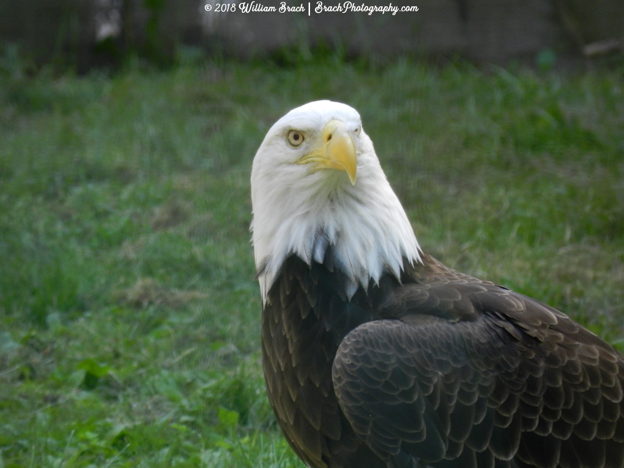 Hattie checking the crowd to make sure they haven't come any closer than the enclosure limits.