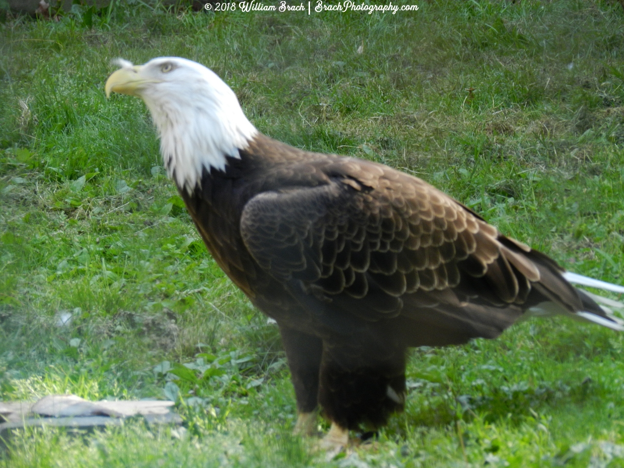 Hattie being a very careful bird, checking her surroundings again.