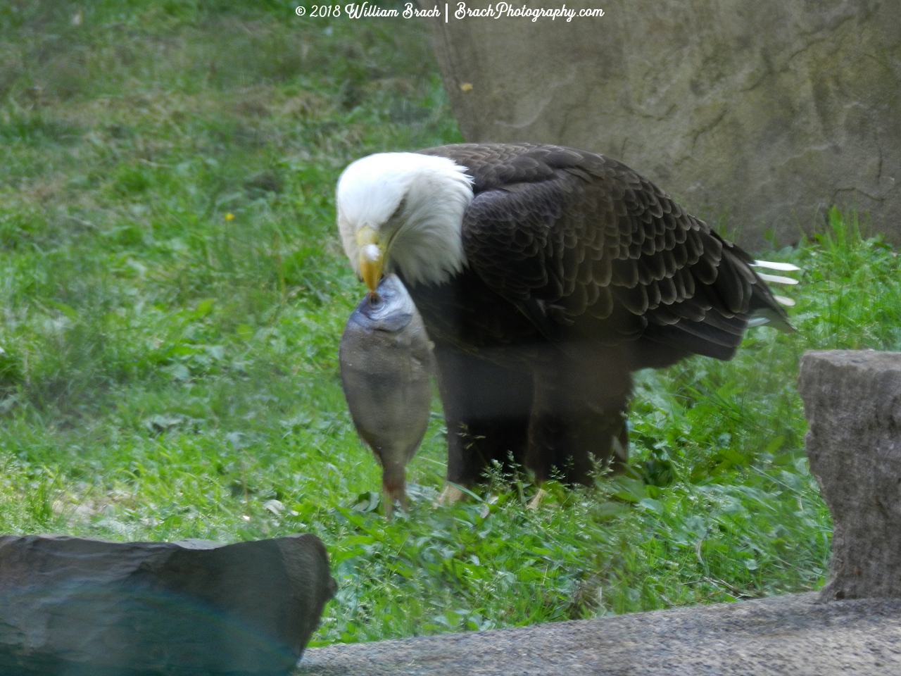 Hattie starting to dig in on her meal.