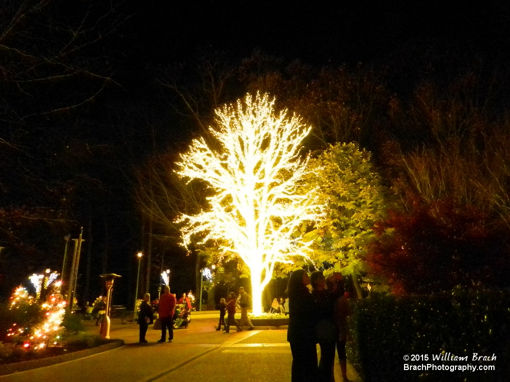 I've come to label the tree as the Holiday Hills tree because of how well covered it is in lights.