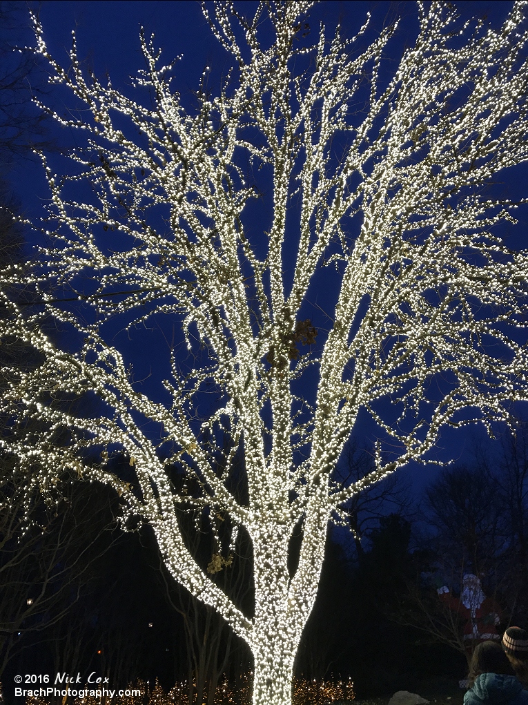 The magnificent tree near Holiday Hills.