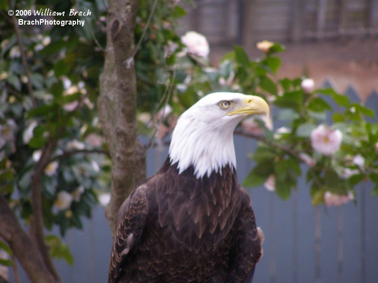 Busch Gardens bring in injured animals and rehabilites them until they can be freeed back into the wild again.