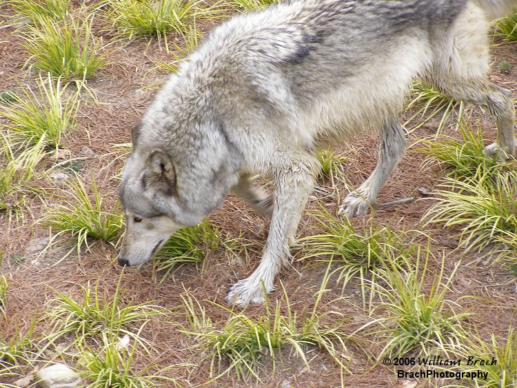 One of the wolves at the park.