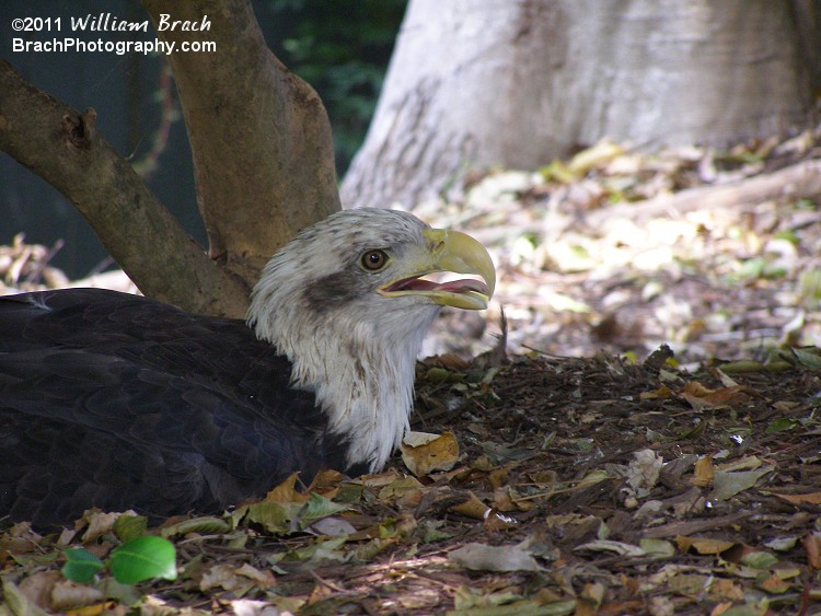 Bald Eagle relaxing in the shade at Busch Gardens.