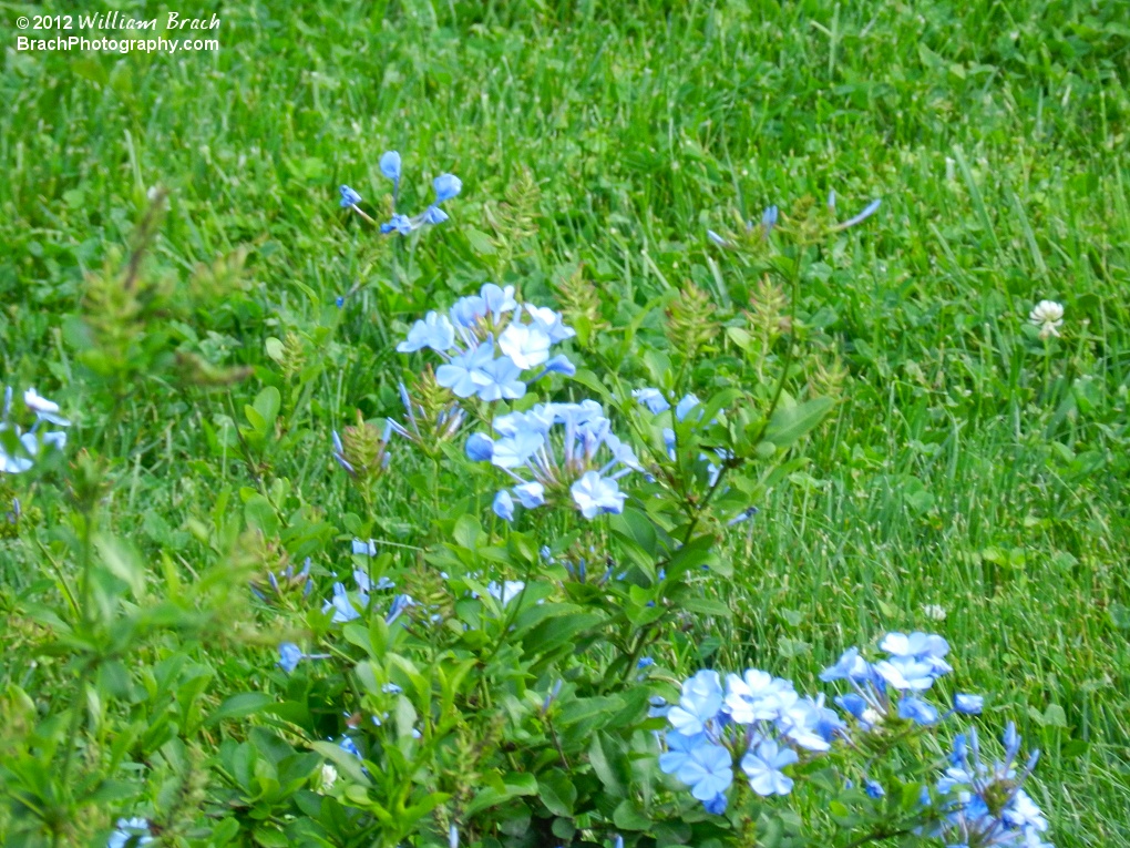 Beautiful spring flowers at Busch Gardens Williamsburg.