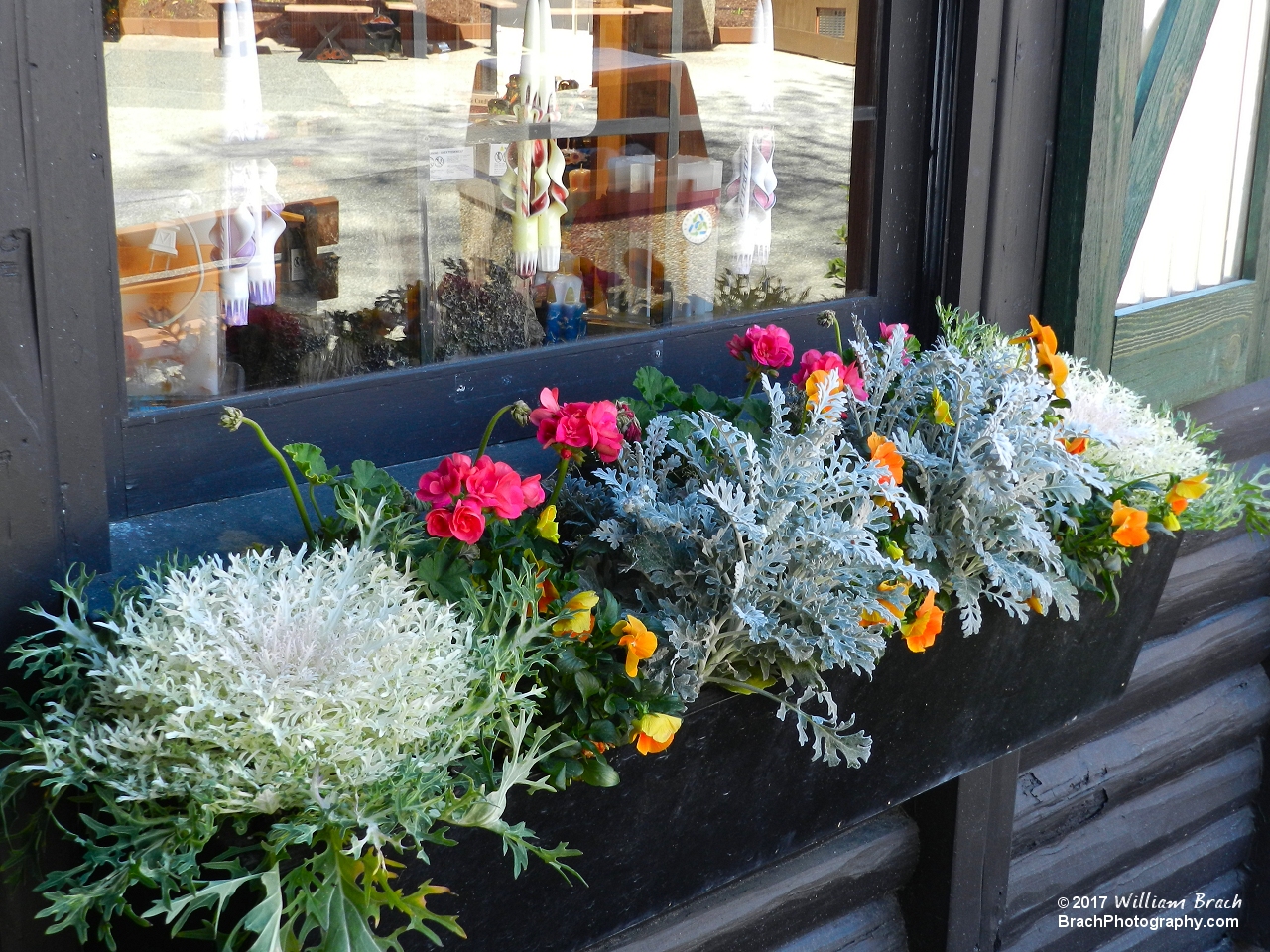 Spring is in the air at BGW and there's tons of lfowers all over.  Here's just a few of them.