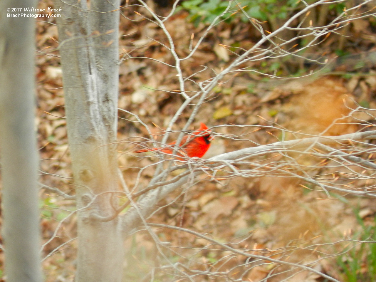 THE BIRD IS THE WORD! BIRD IS THE WORD!