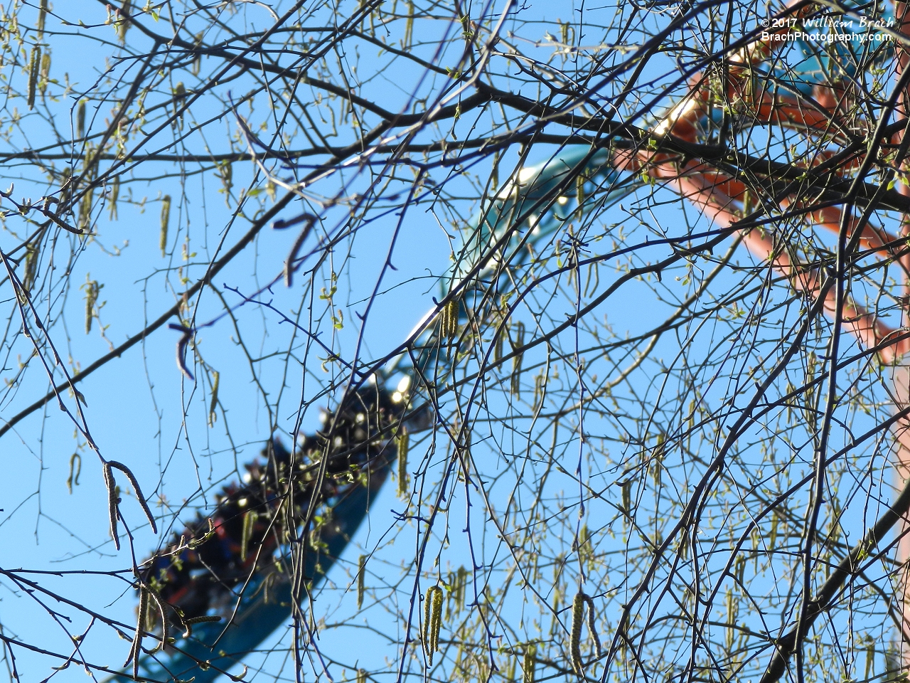 Tempesto through a tree.