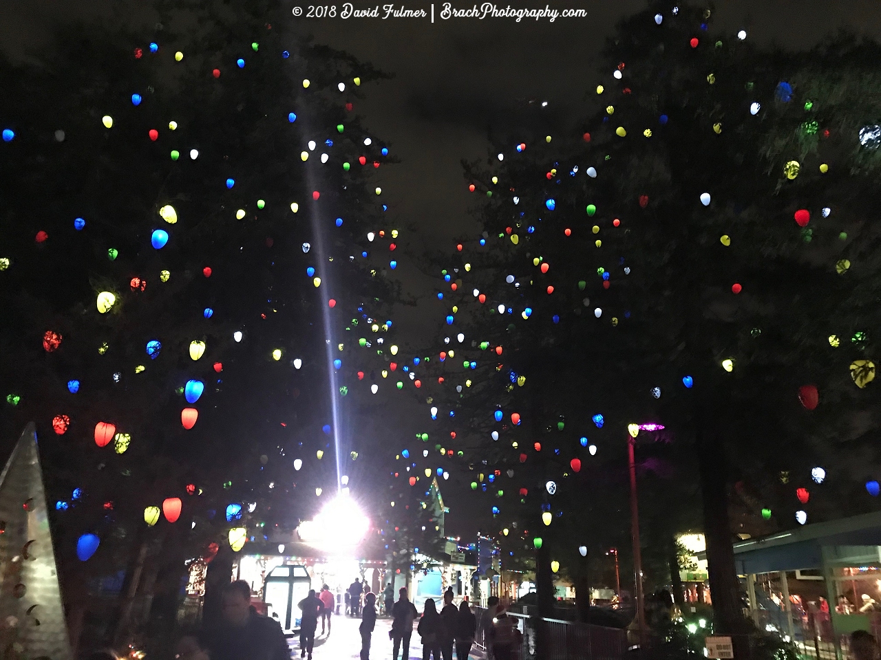 Lights decorating the trees in the Charlie Brown's Christmas Town area.