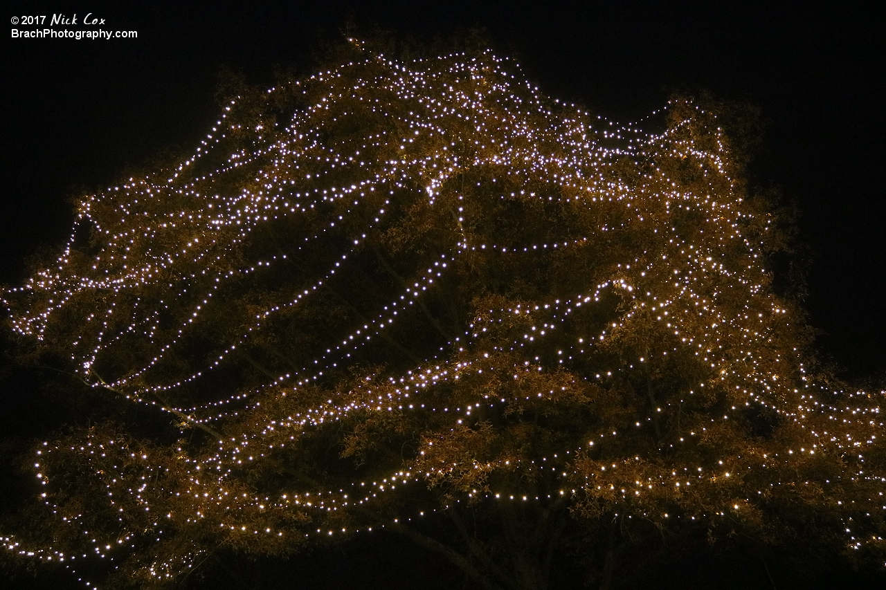 Decorations around WinterFest.