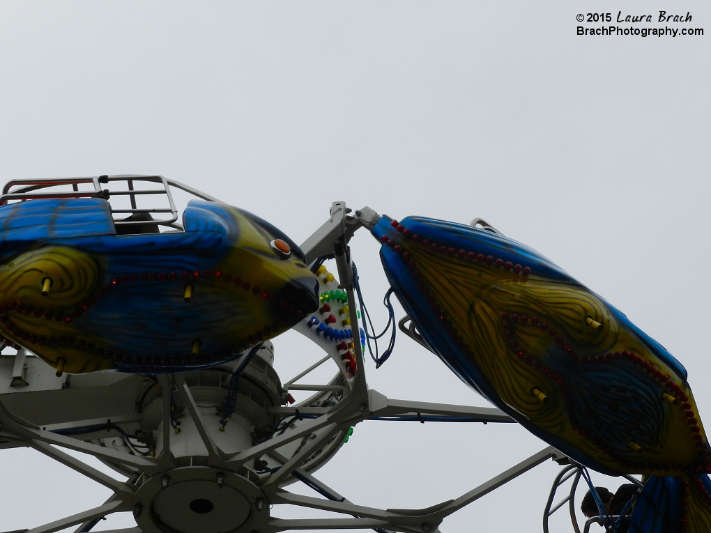 Blue boats on Flying Falcon.