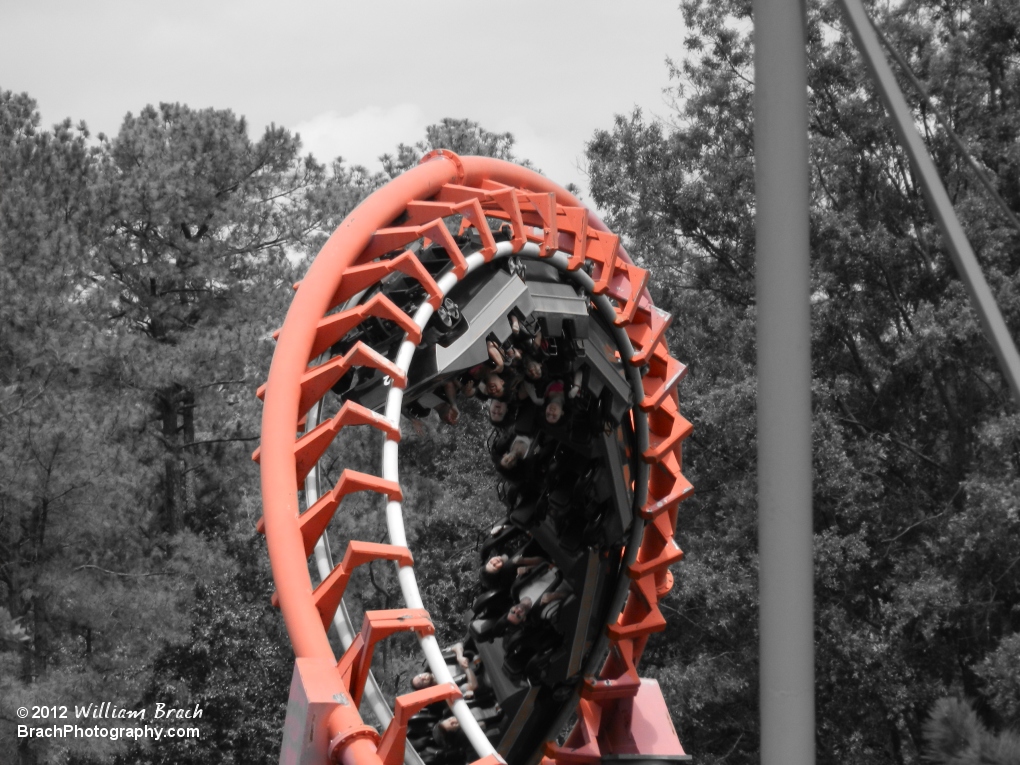 Anaconda's corkscrew loop.