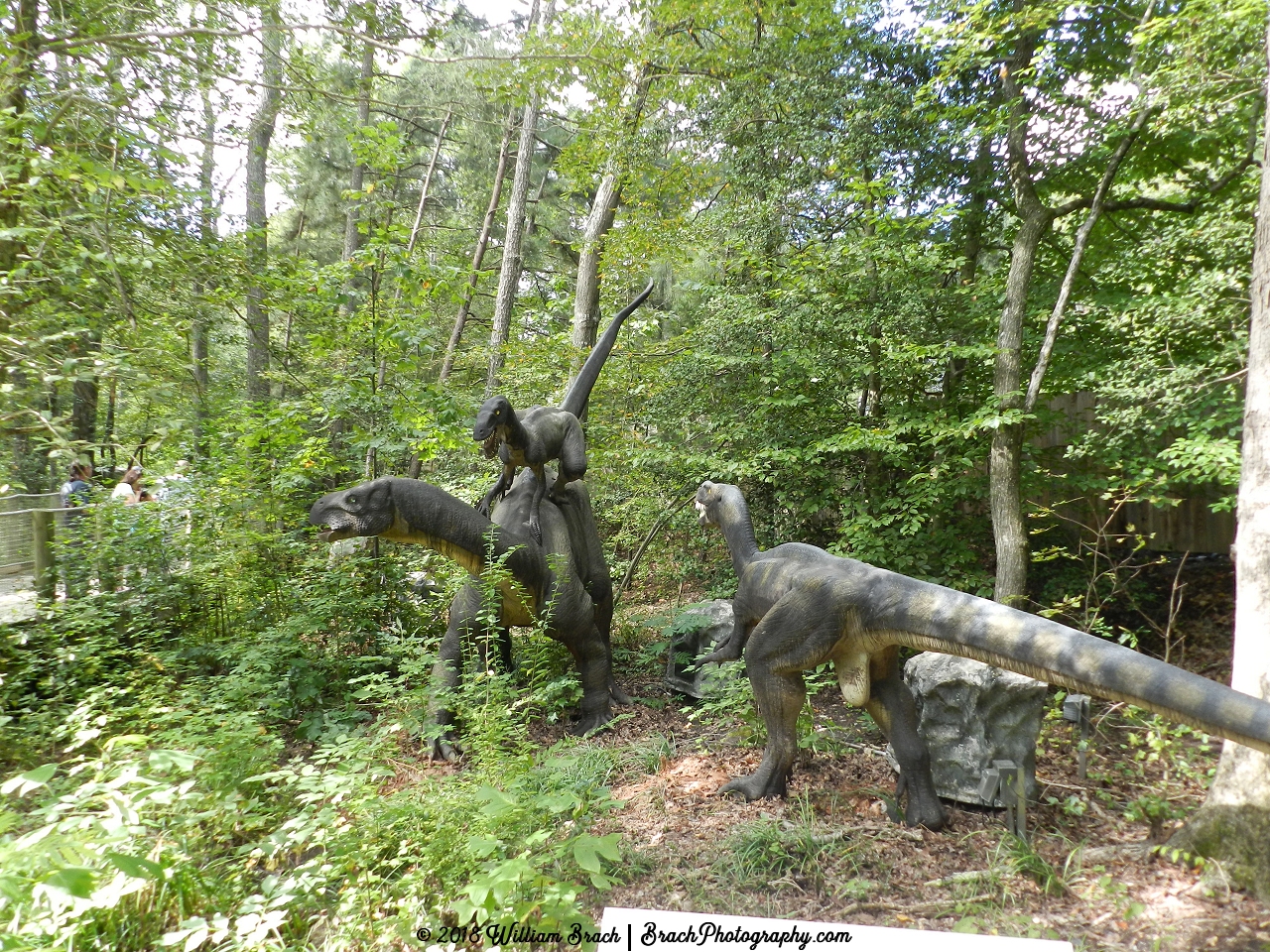 Two Deinonychus are attempting to attack a Tenontosaurus.