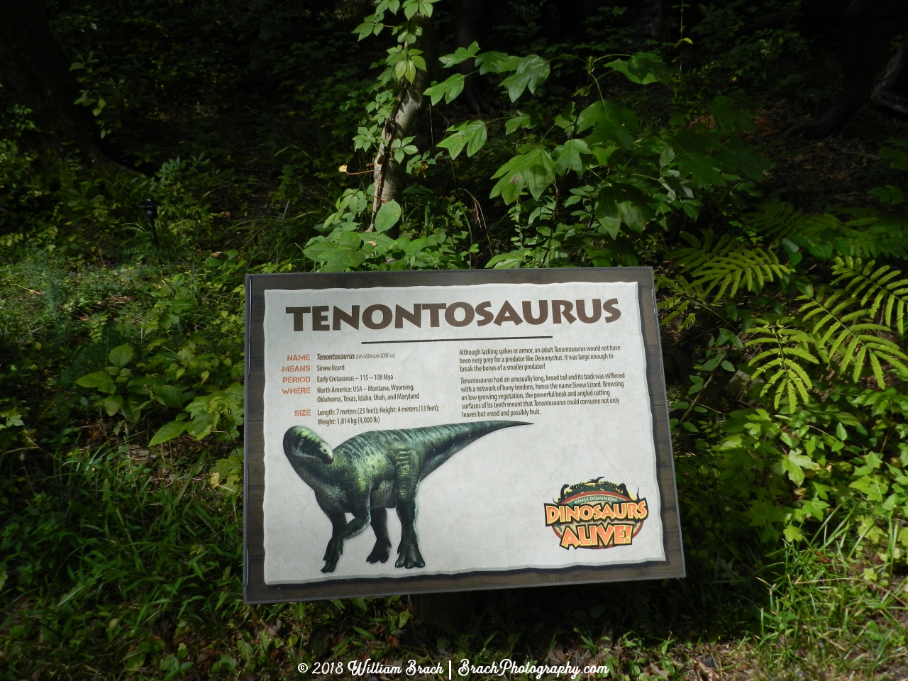 Description sign for the Tenontosaurus.