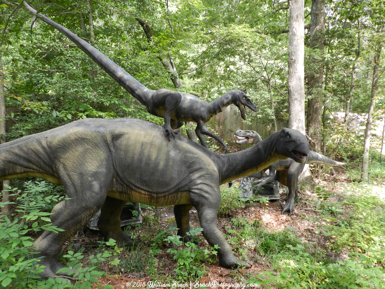 The Tenontosaurus is under attack by a pack of Deinonychus.