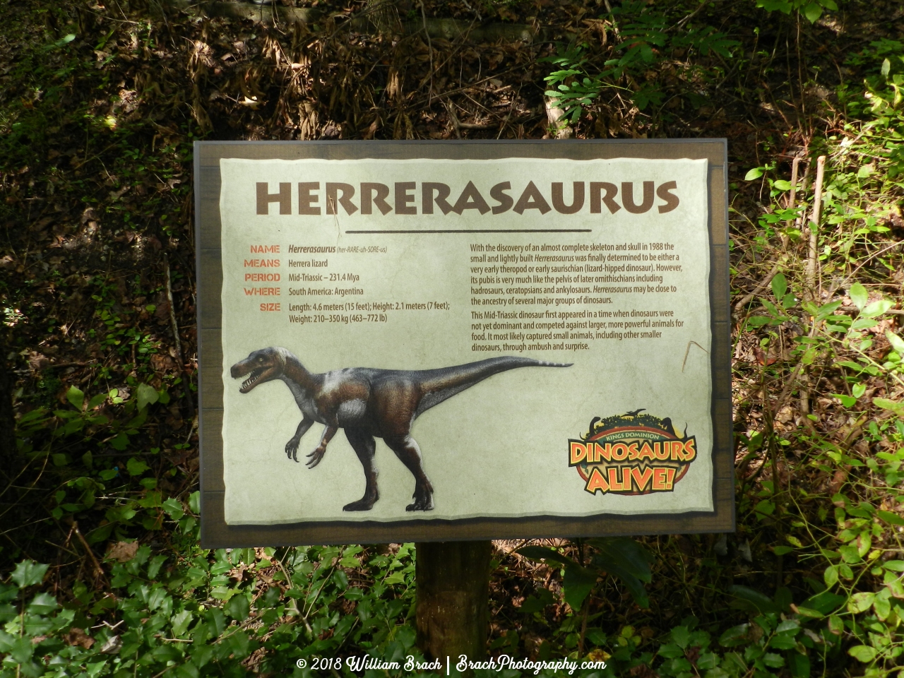 Info sign for the Herrerasaurus.