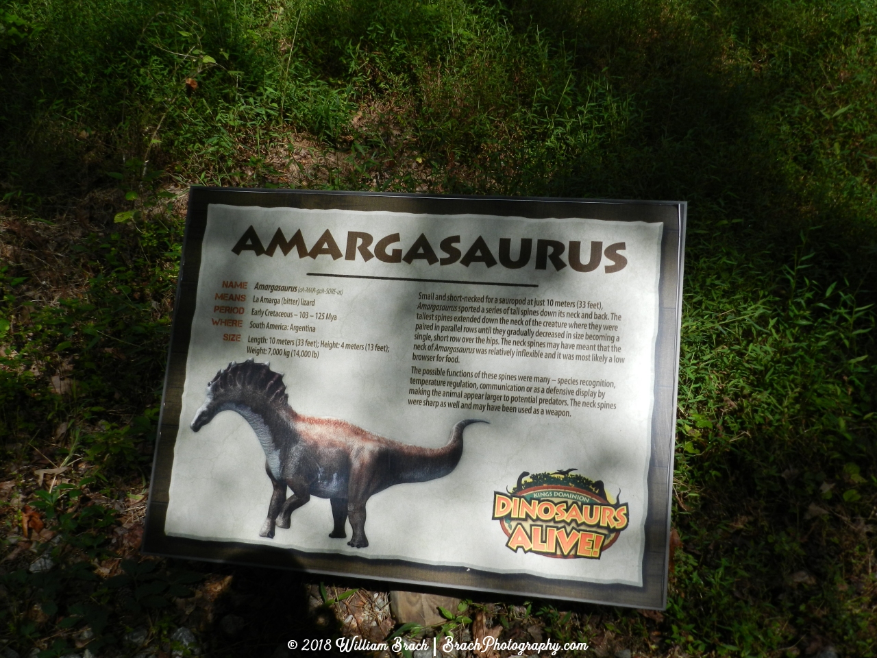 Info sign for the Amargasaurus.