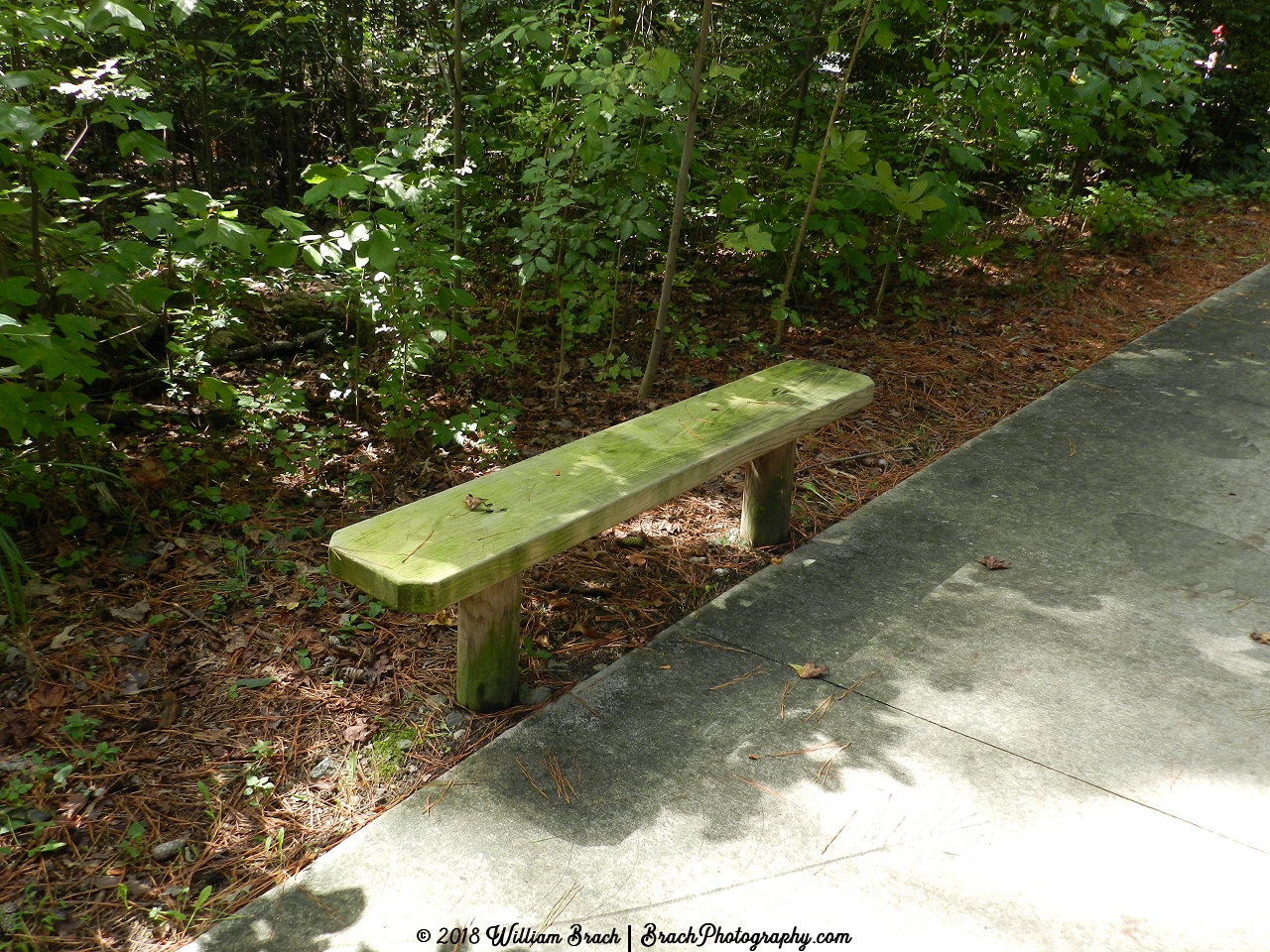 The most pleasing species ever known to man: The Bench.