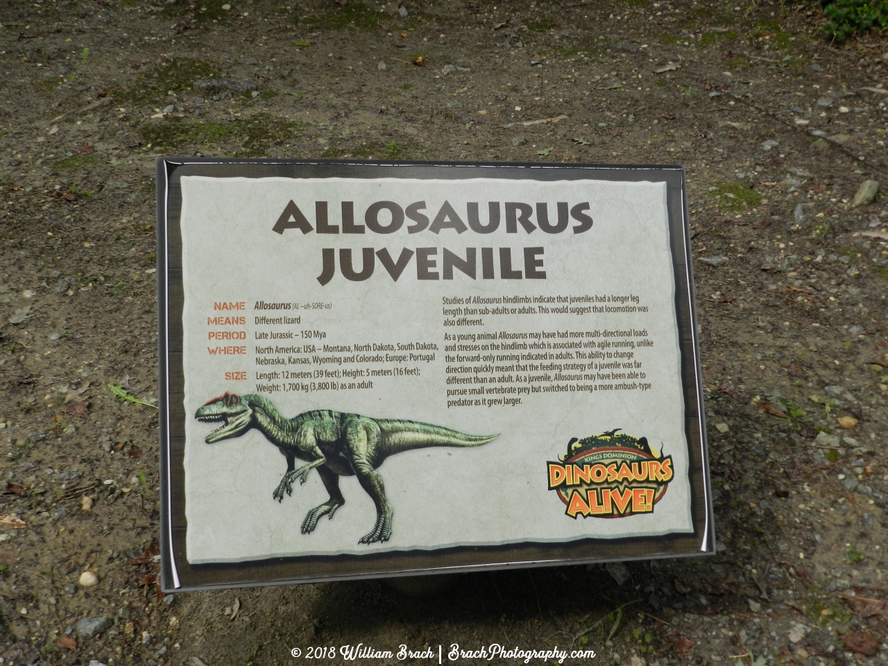 Info sign on the Allosaurus Juvenile species.