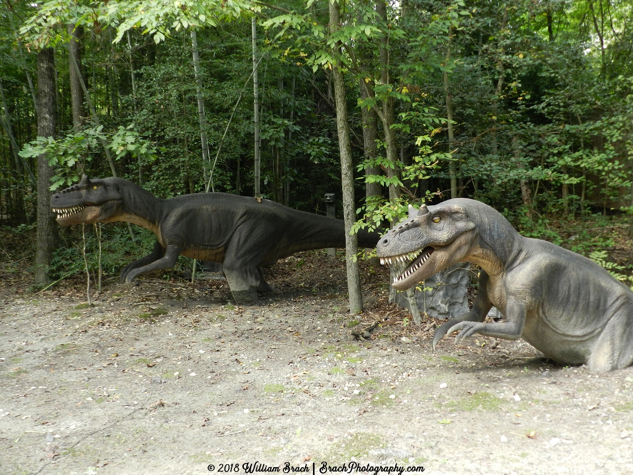 Allosaurus Juveniles trapped!