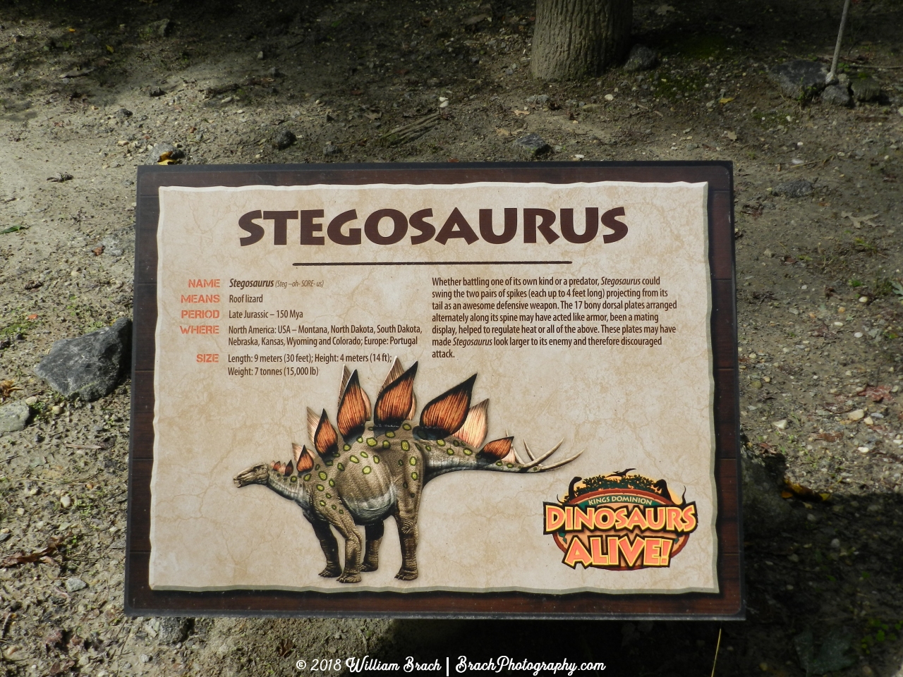 Info sign for the Stegosaurus.