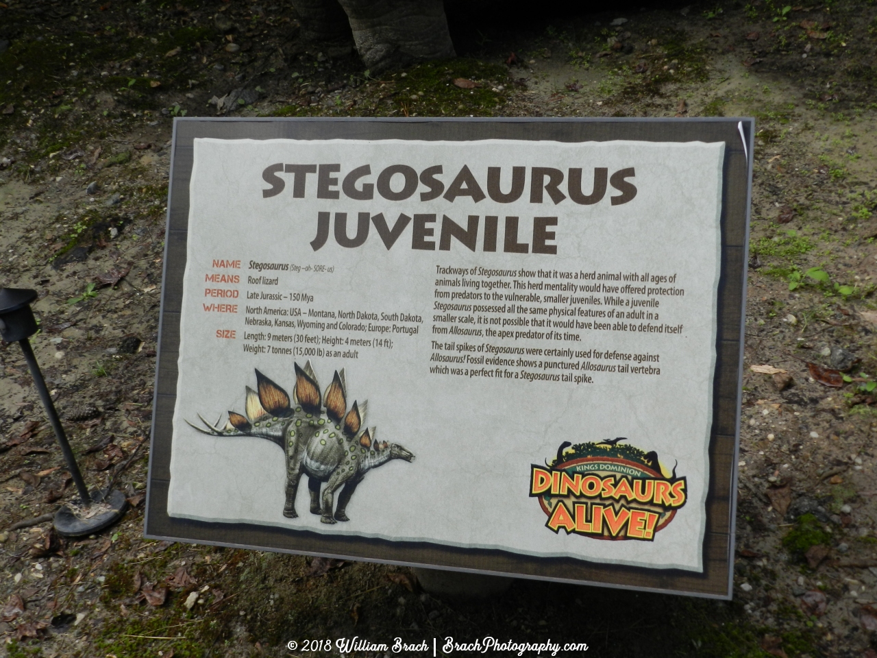 Info sign for the Stegosaurus Juvenile.