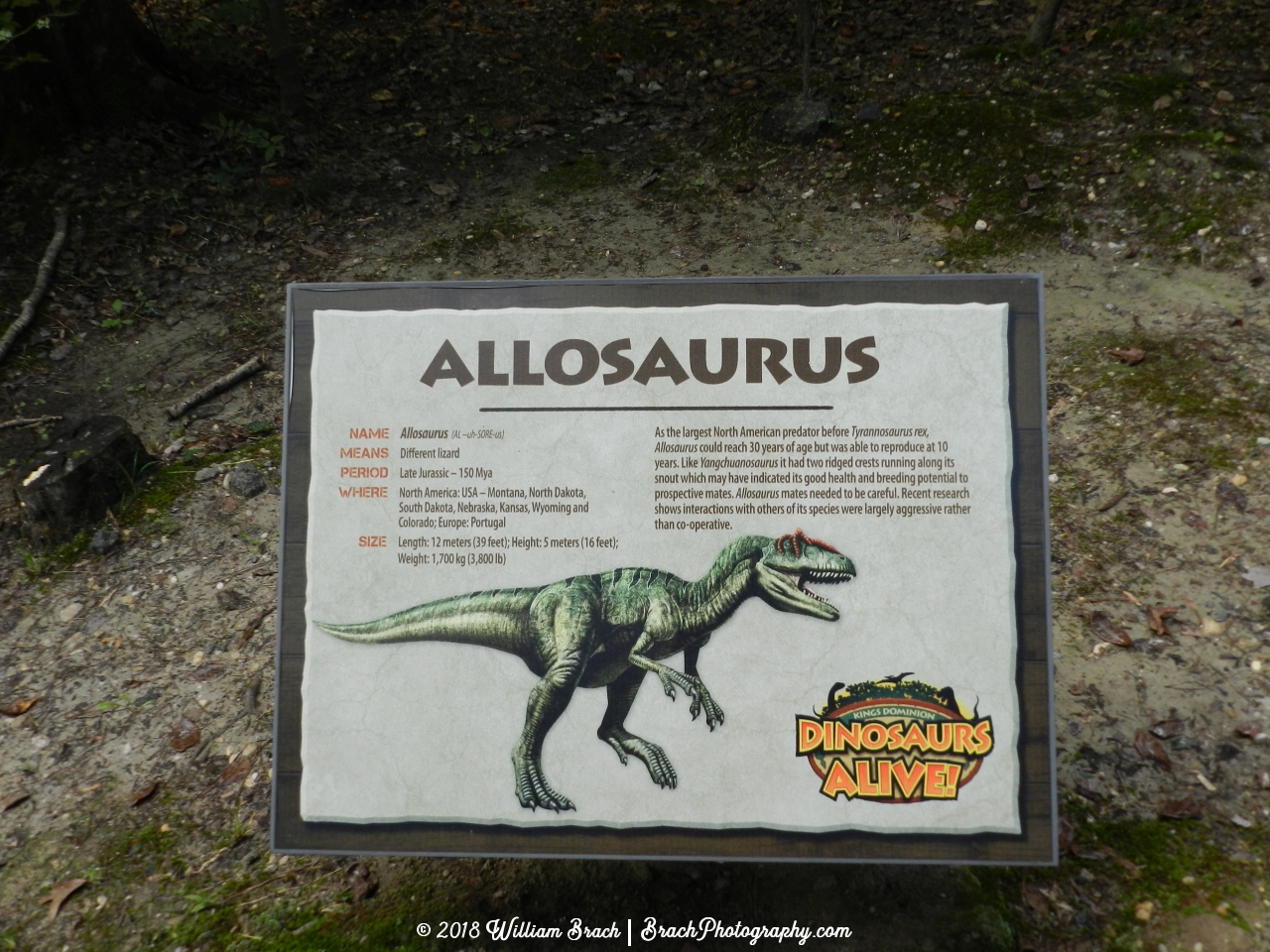 Info sign for the Allosaurus.