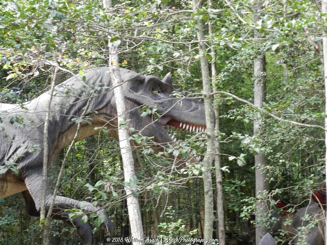 The Allosaurus lurking in the woods trying to find the Stegosaurus.