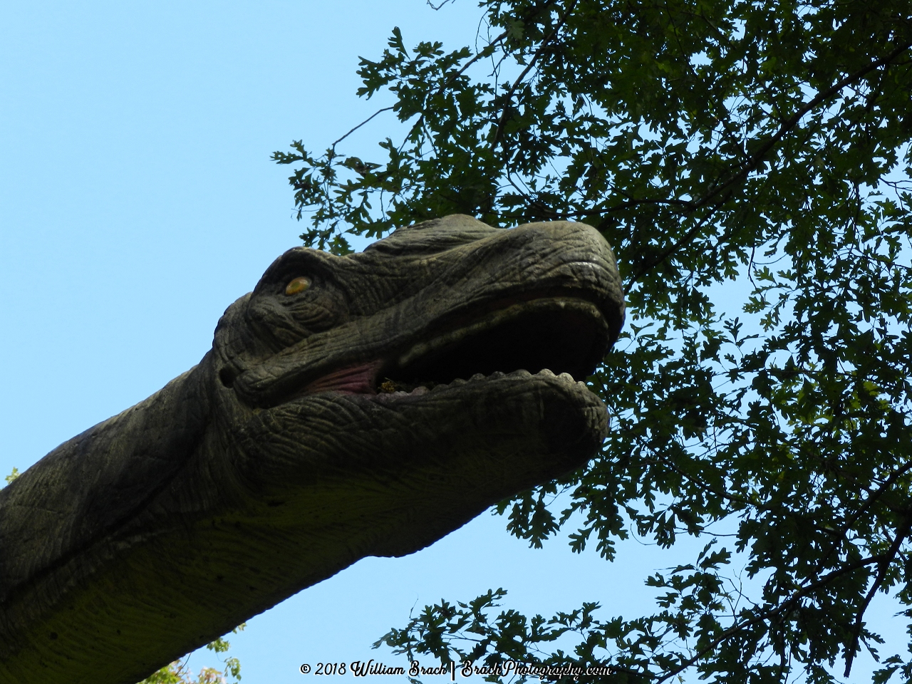 Close up view of the Mamenchisaurus.