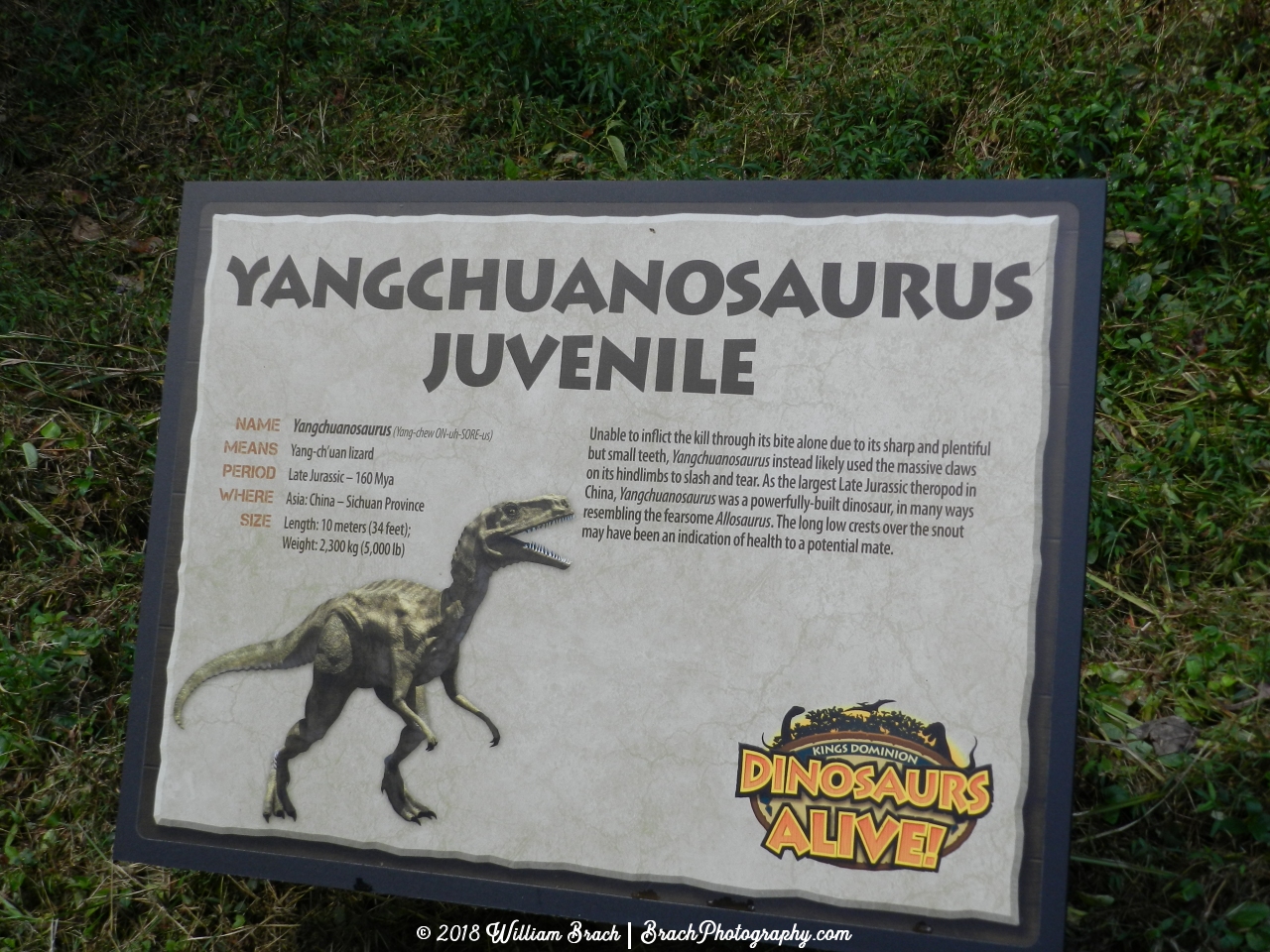 Info sign on the Yangchuanosaurus Juvenile.