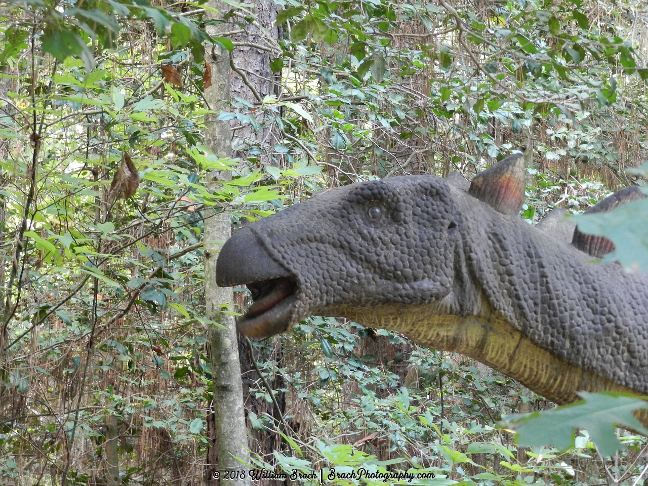 Member of the Stegosaurus family.