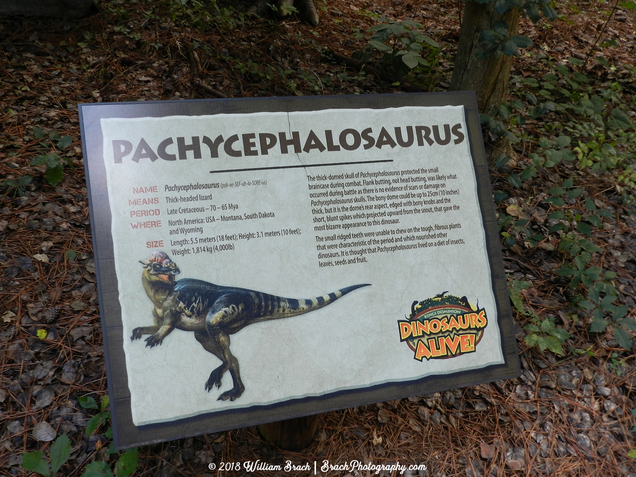 Info sign on the Pachycephalosaurus.