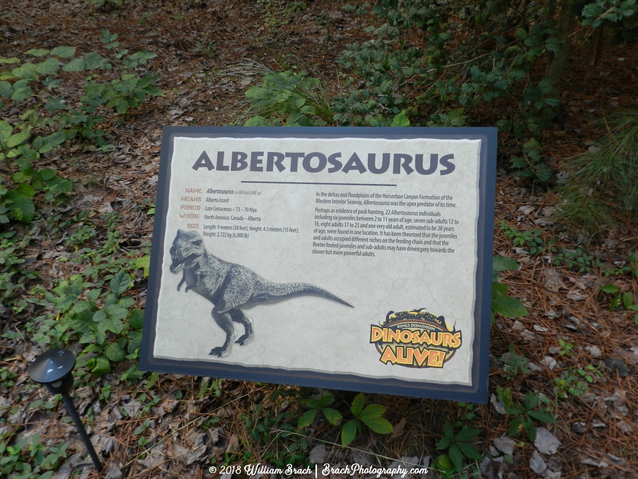 Info sign on the Albertosaurus.