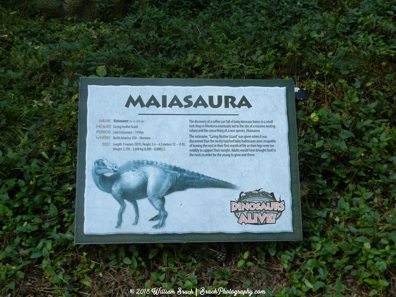 Info sign on the Maiasaura.