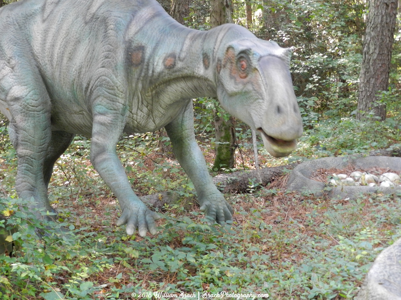 An alert Maiasaura keeing a close eye on its young.