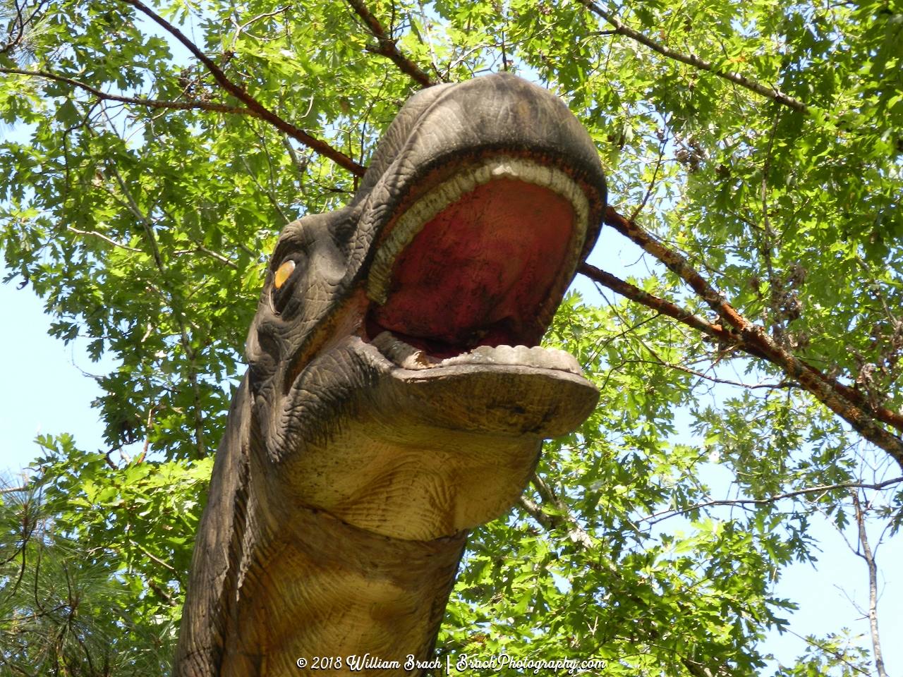 Closeup look at its face.