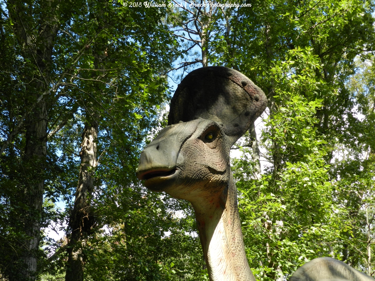 Closeup of the Olorotitan's head.