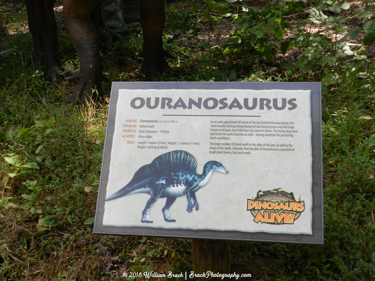 Info sign on the Ouranosaurus.